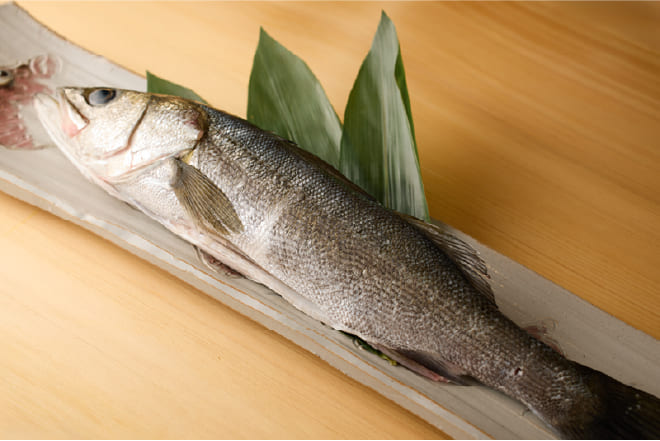 伝説のスズキ漁師 村公一氏の魚